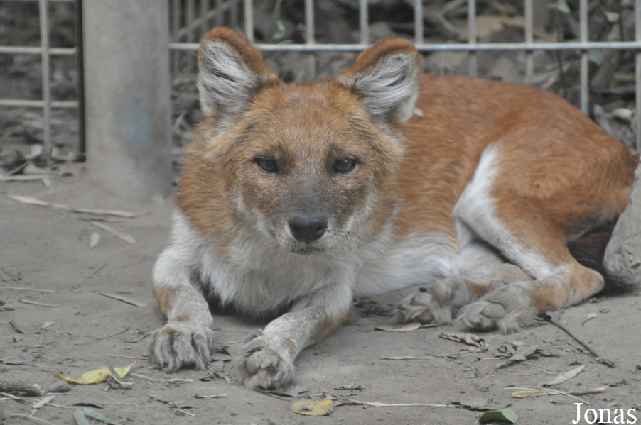 Cuon alpinus