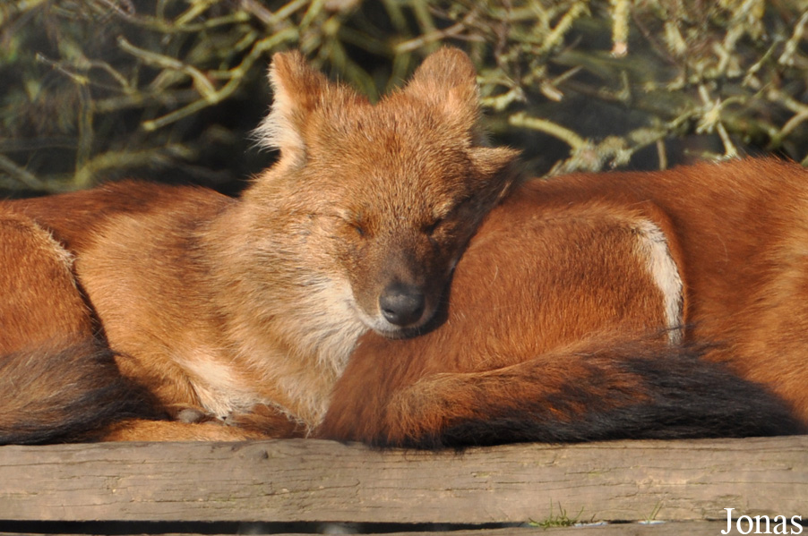 Cuon alpinus lepturus