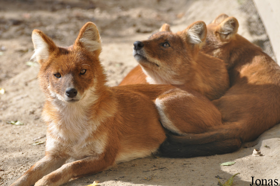 Cuon alpinus lepturus