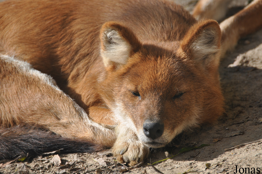Cuon alpinus lepturus