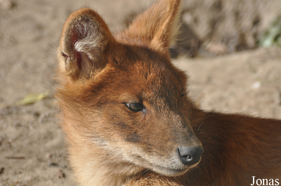 Cuon alpinus lepturus