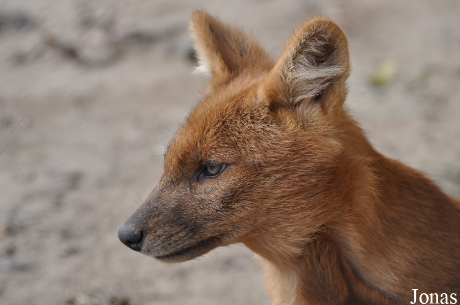 Cuon alpinus lepturus