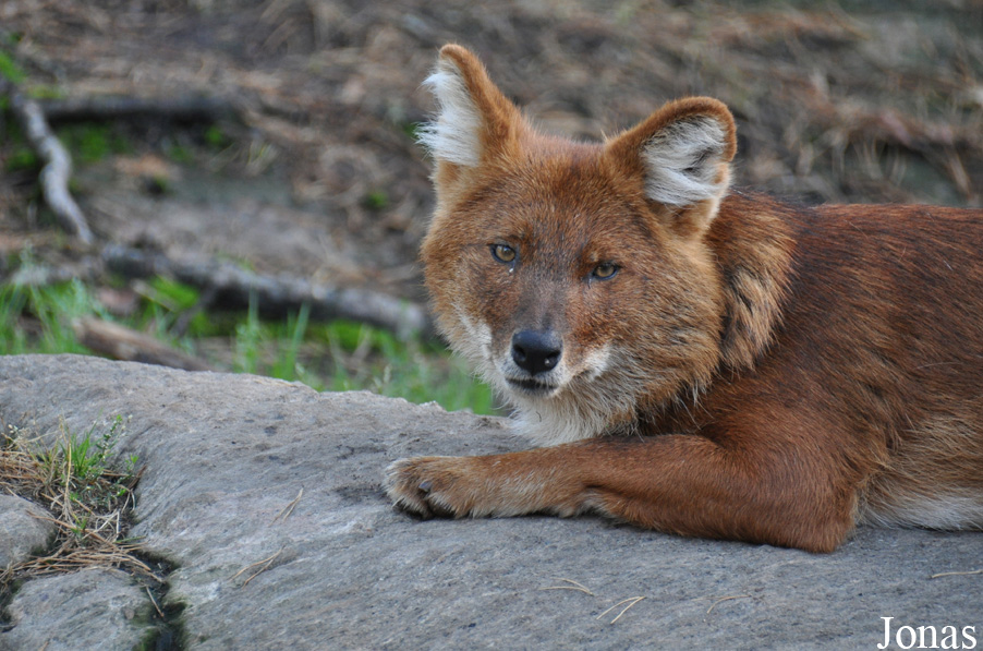 Cuon alpinus lepturus