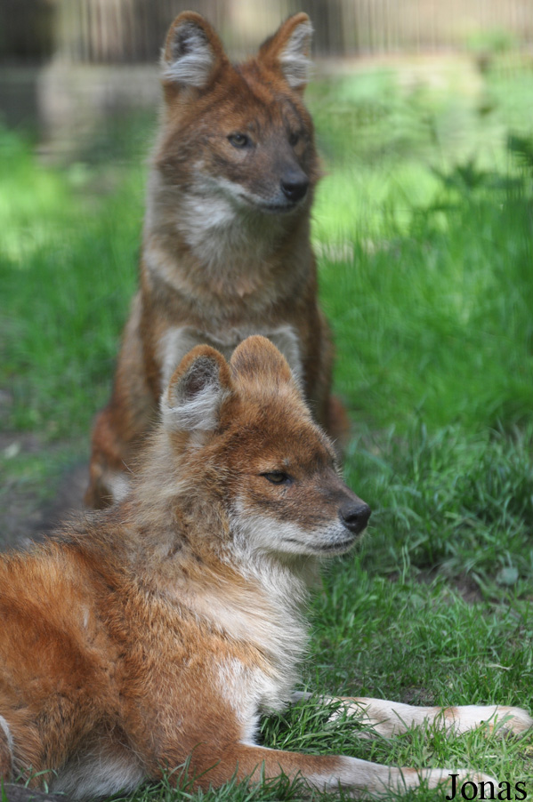 Cuon alpinus lepturus