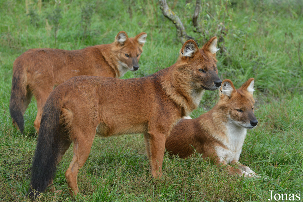 Cuon alpinus lepturus