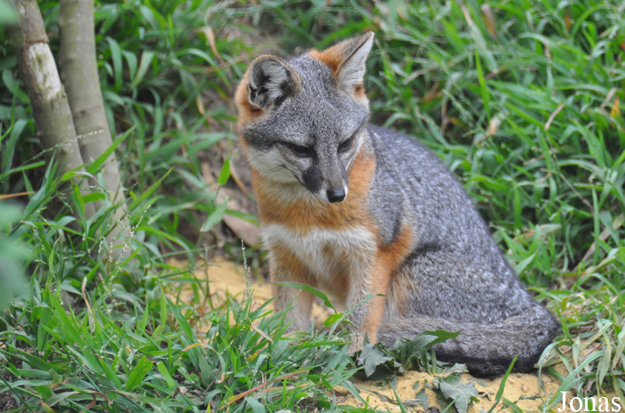 Urocyon littoralis clementae