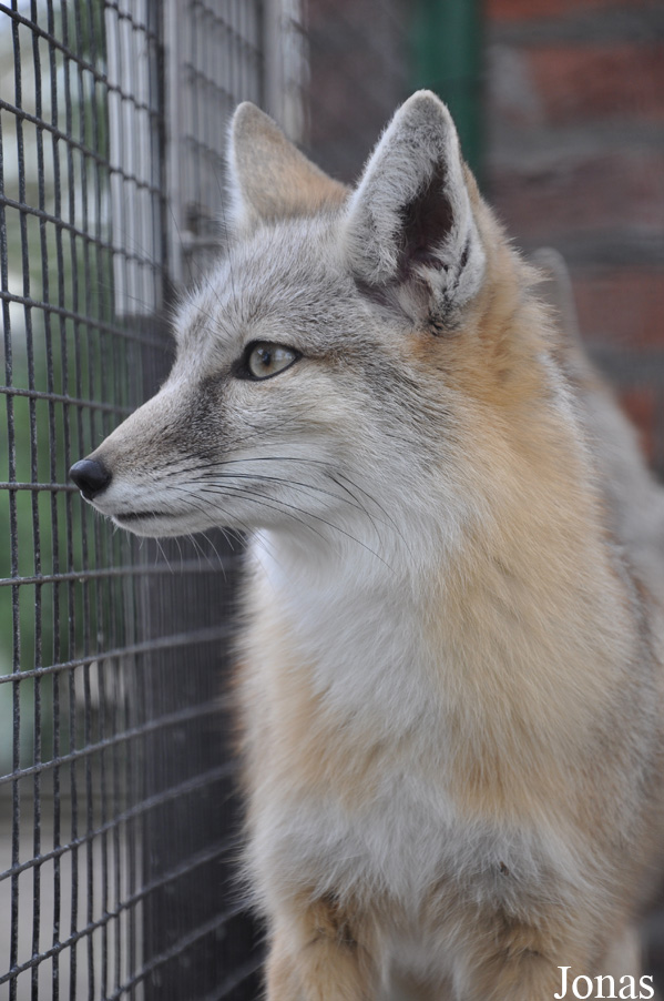 Vulpes corsac