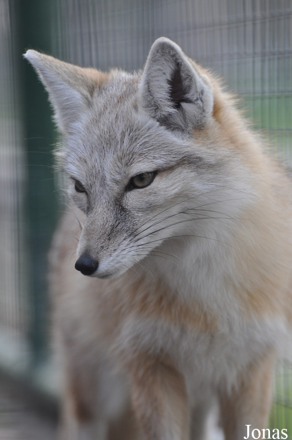 Vulpes corsac