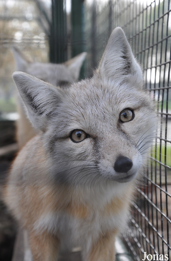 Vulpes corsac