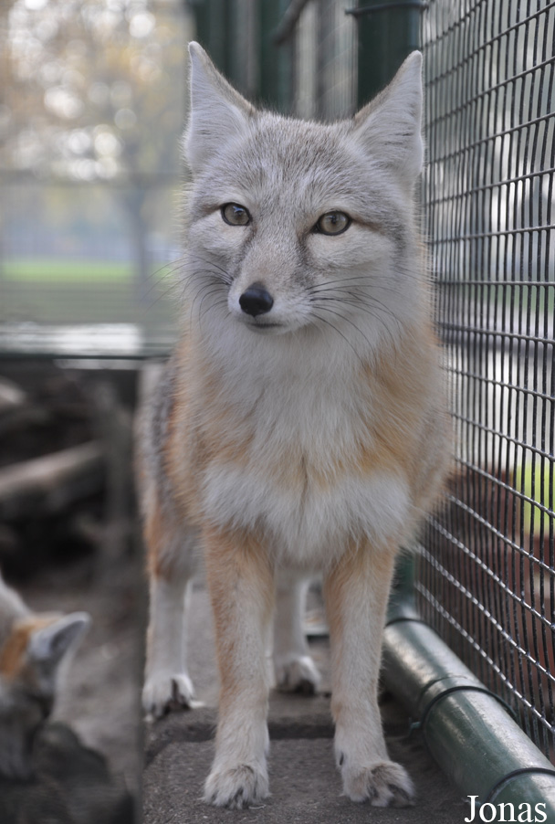 Vulpes corsac