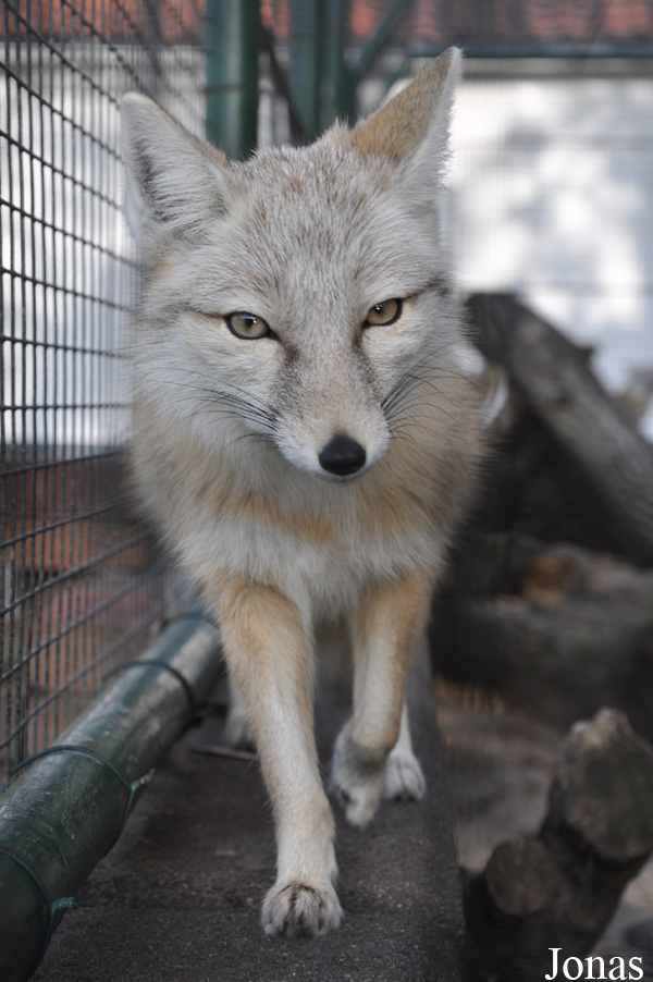 Vulpes corsac