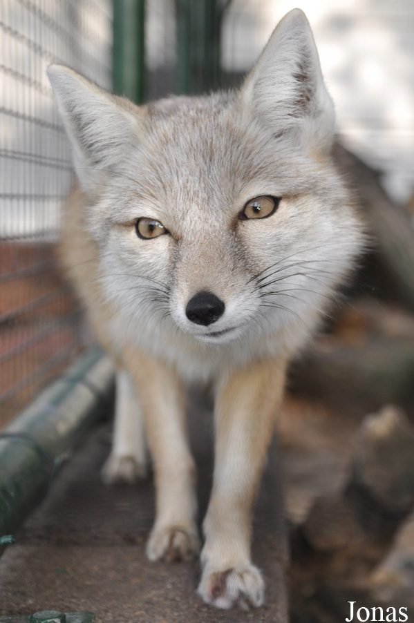 Vulpes corsac
