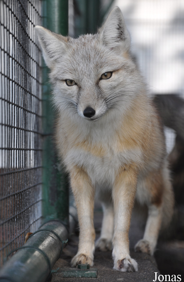 Vulpes corsac