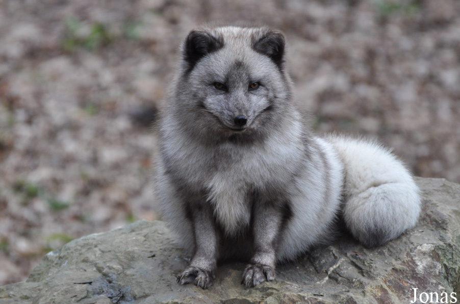 Vulpes lagopus