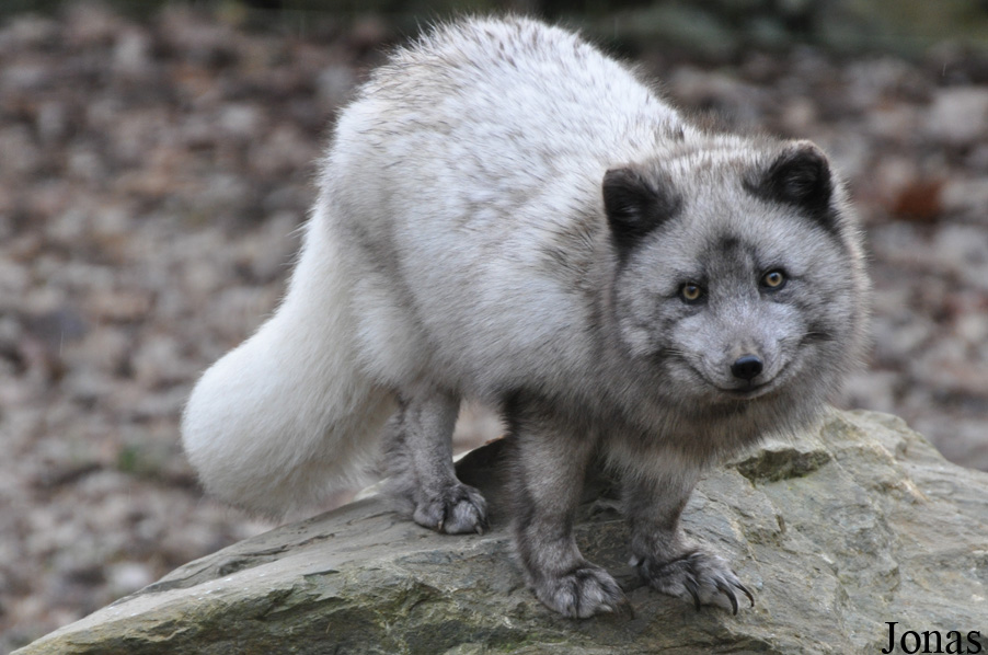 Vulpes lagopus