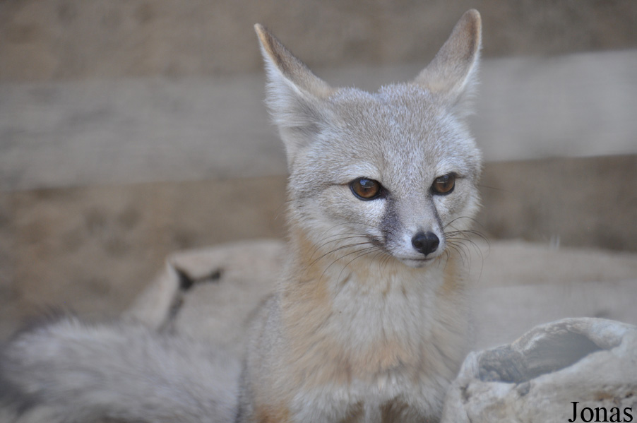 Vulpes macrotis muticus