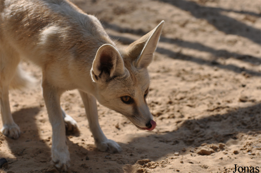 Vulpes rueppellii sabaea