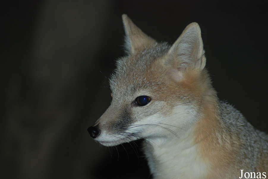 Vulpes velox velox
