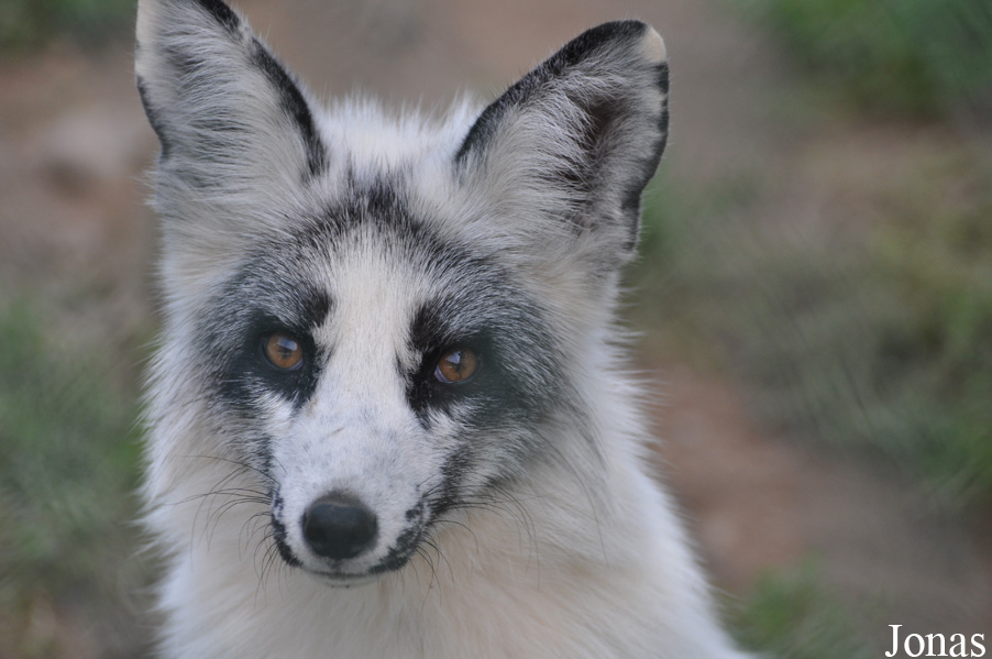 Vulpes vulpes
