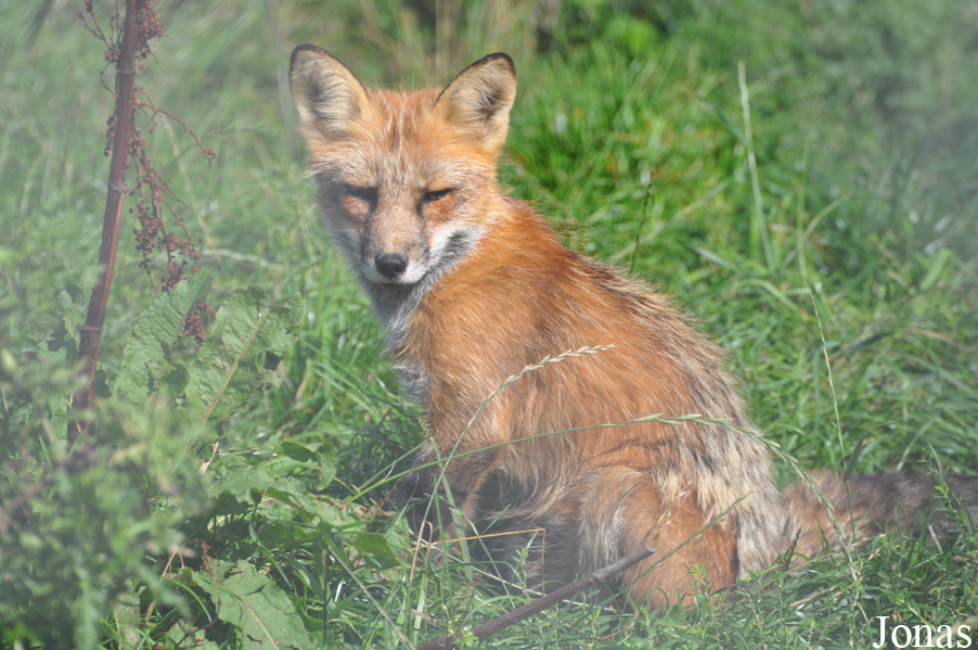Vulpes vulpes