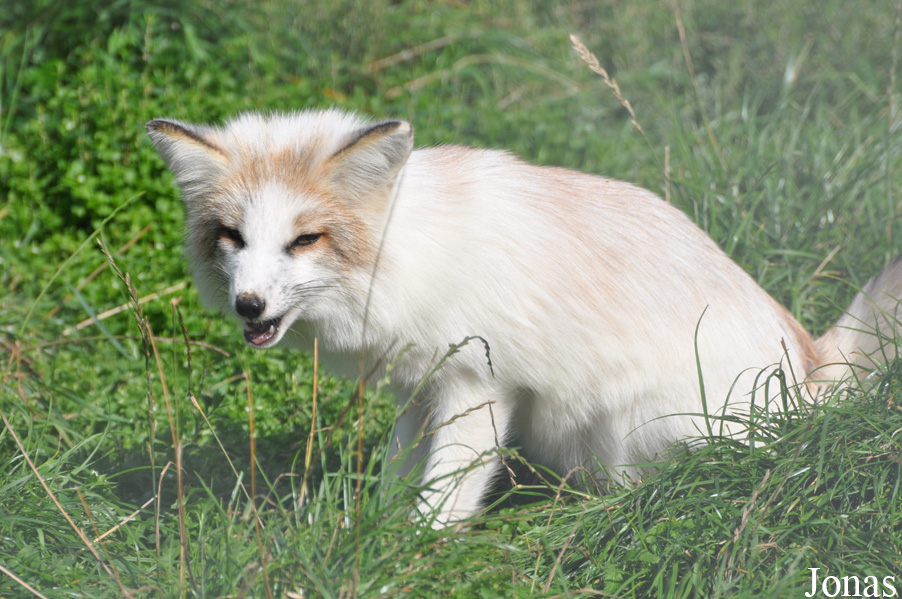 Vulpes vulpes