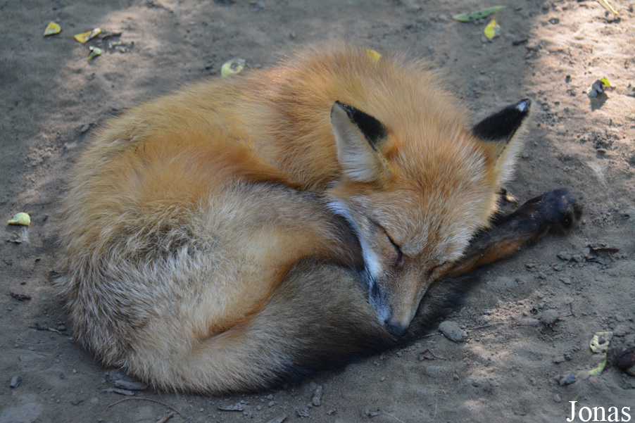 Vulpes vulpes