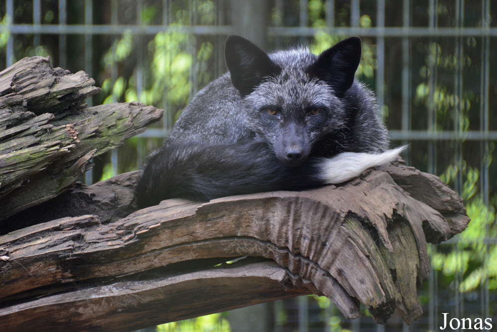 Vulpes vulpes