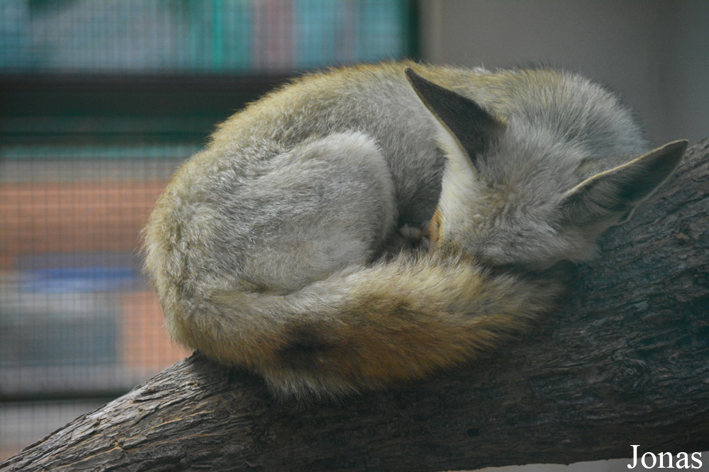 Vulpes vulpes arabica