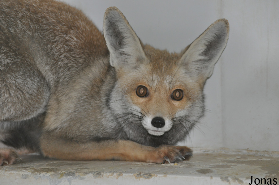 Vulpes vulpes arabica