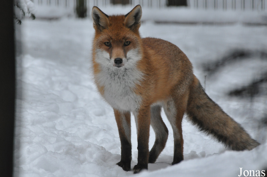 Vulpes vulpes crucigera