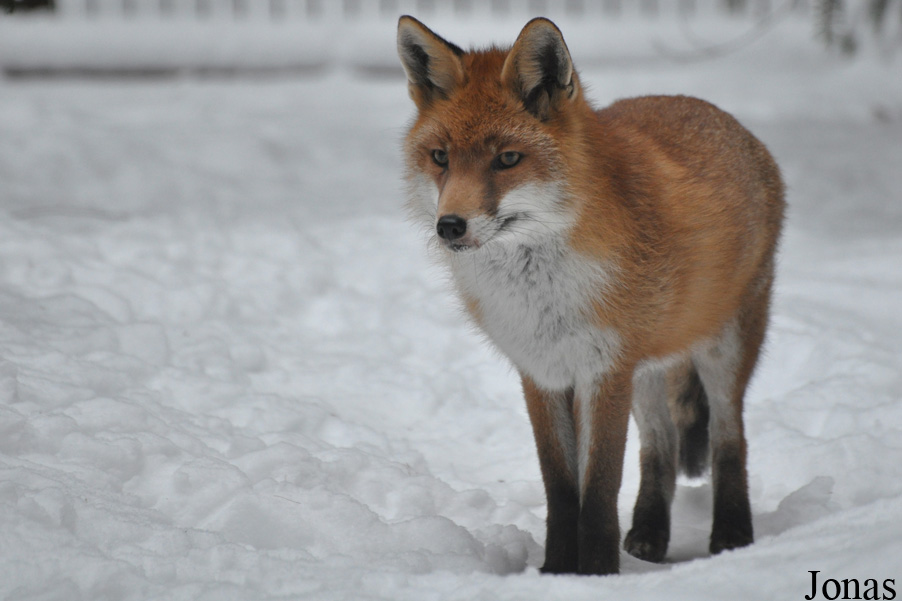 Vulpes vulpes crucigera
