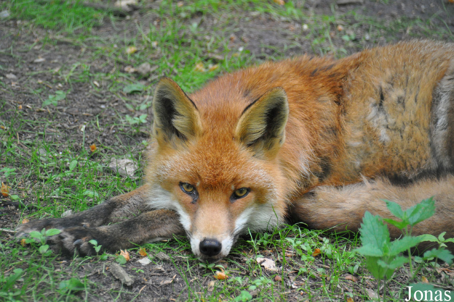 Vulpes vulpes crucigera