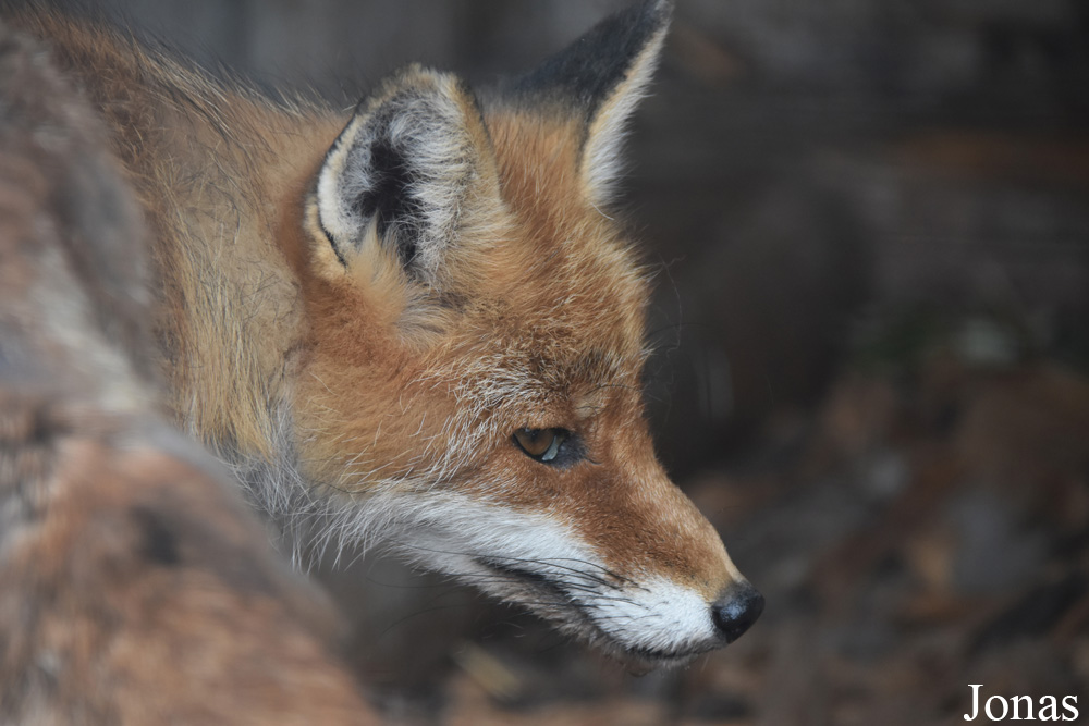 Vulpes vulpes crucigera