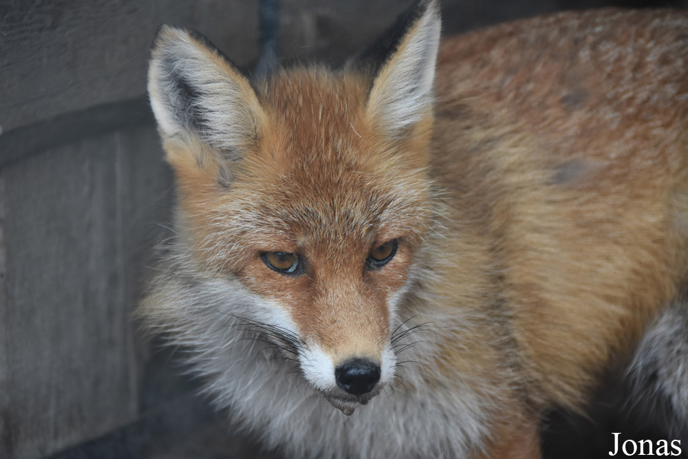 Vulpes vulpes crucigera