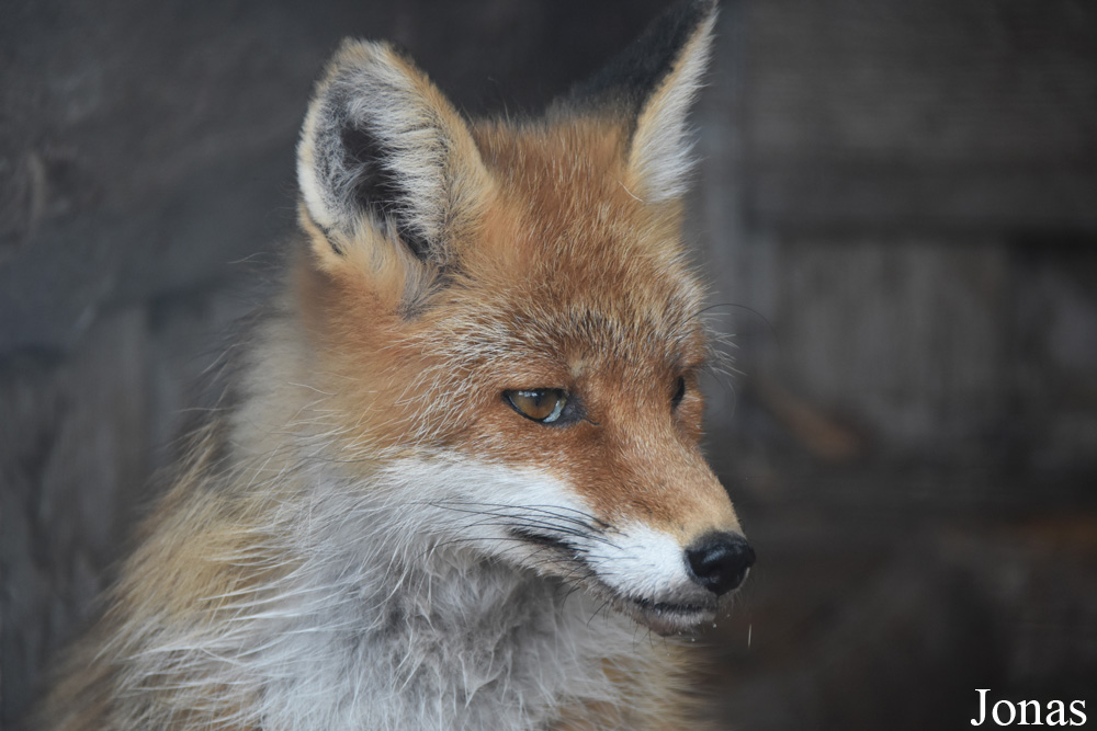 Vulpes vulpes crucigera
