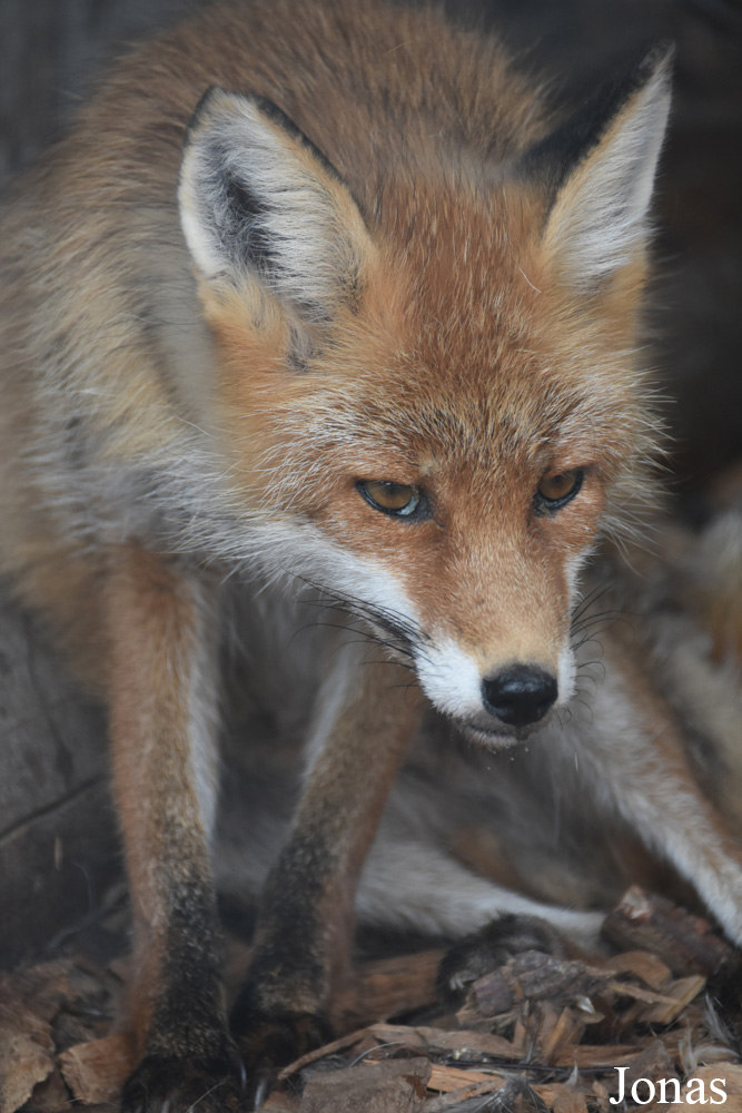 Vulpes vulpes crucigera