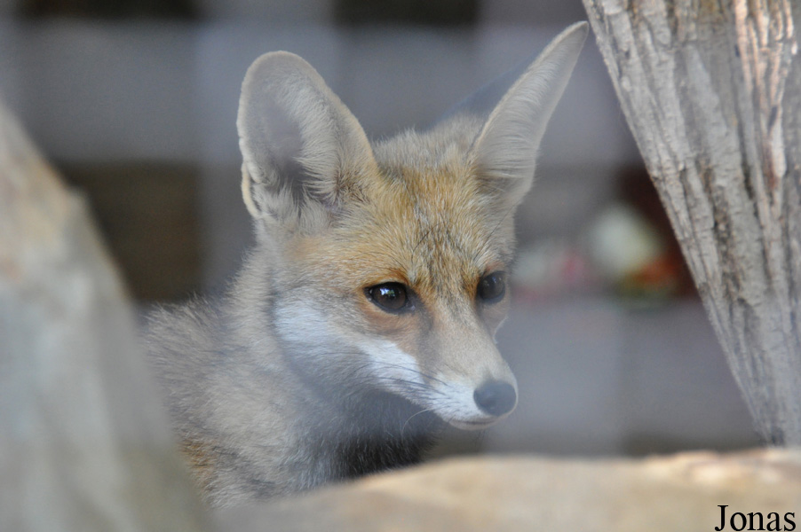 Vulpes vulpes palaestina