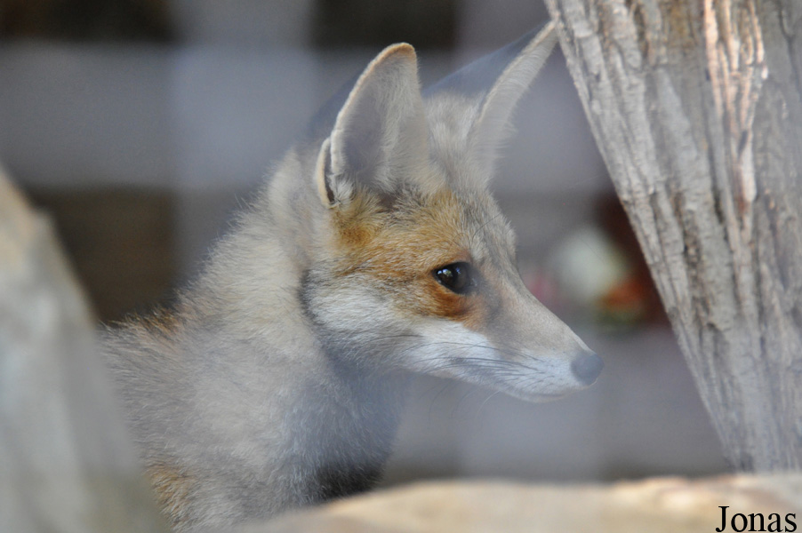 Vulpes vulpes palaestina