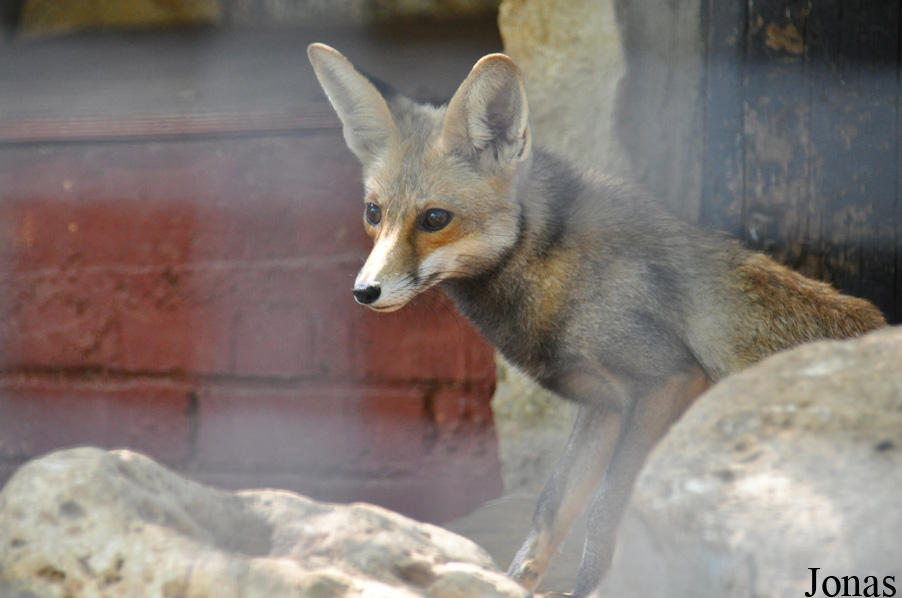 Vulpes vulpes palaestina