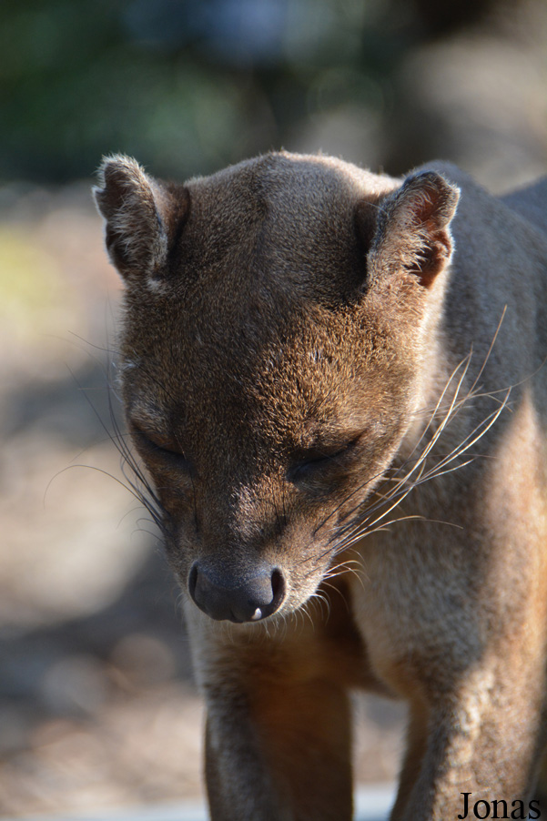 Cryptoprocta ferox