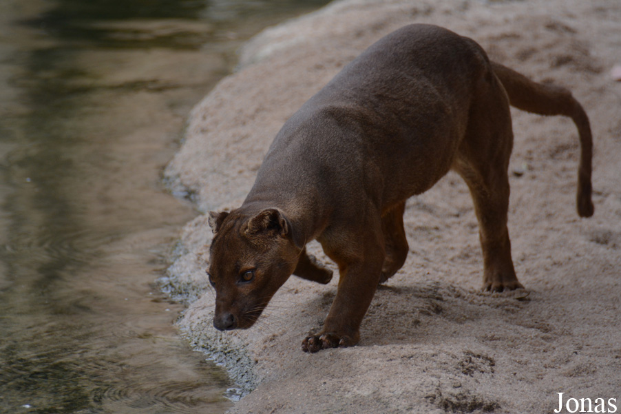 Cryptoprocta ferox