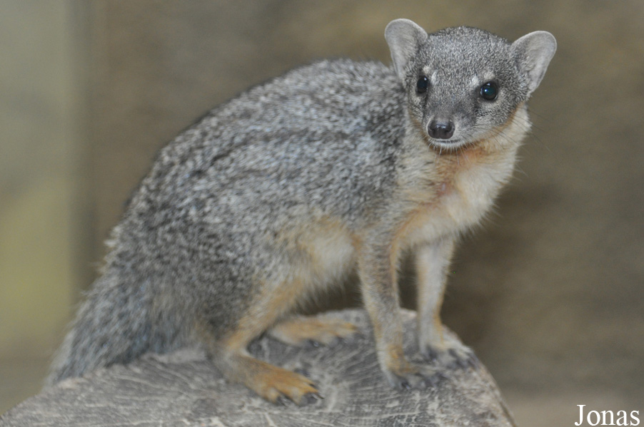 Mungotictis decemlineata decemlineata
