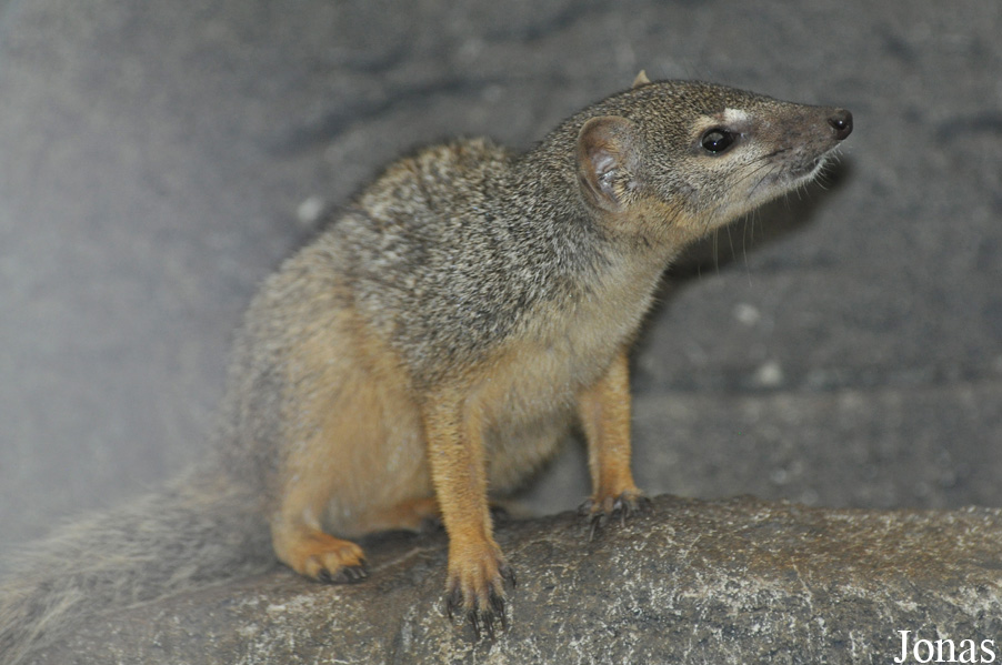 Mungotictis decemlineata decemlineata