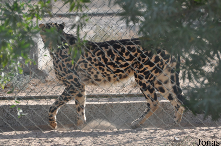 Acinonyx jubatus jubatus