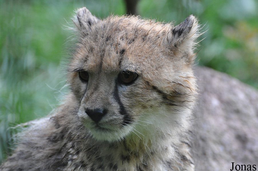 Acinonyx jubatus jubatus