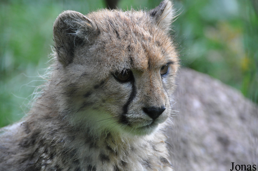 Acinonyx jubatus jubatus