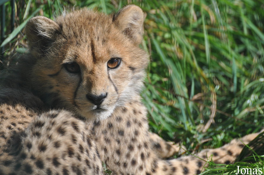 Acinonyx jubatus jubatus