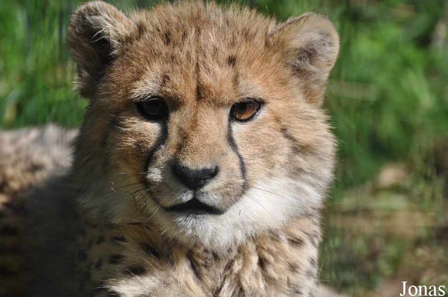 Acinonyx jubatus jubatus