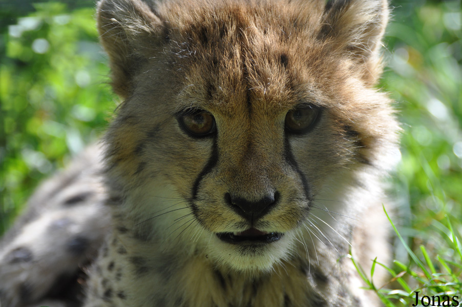 Acinonyx jubatus jubatus