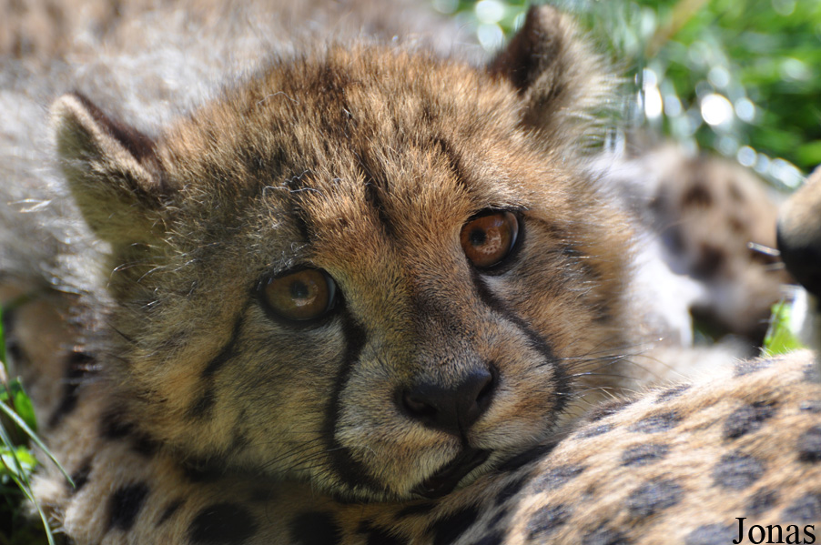 Acinonyx jubatus jubatus